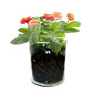 Zinnia Glass Flower Garden