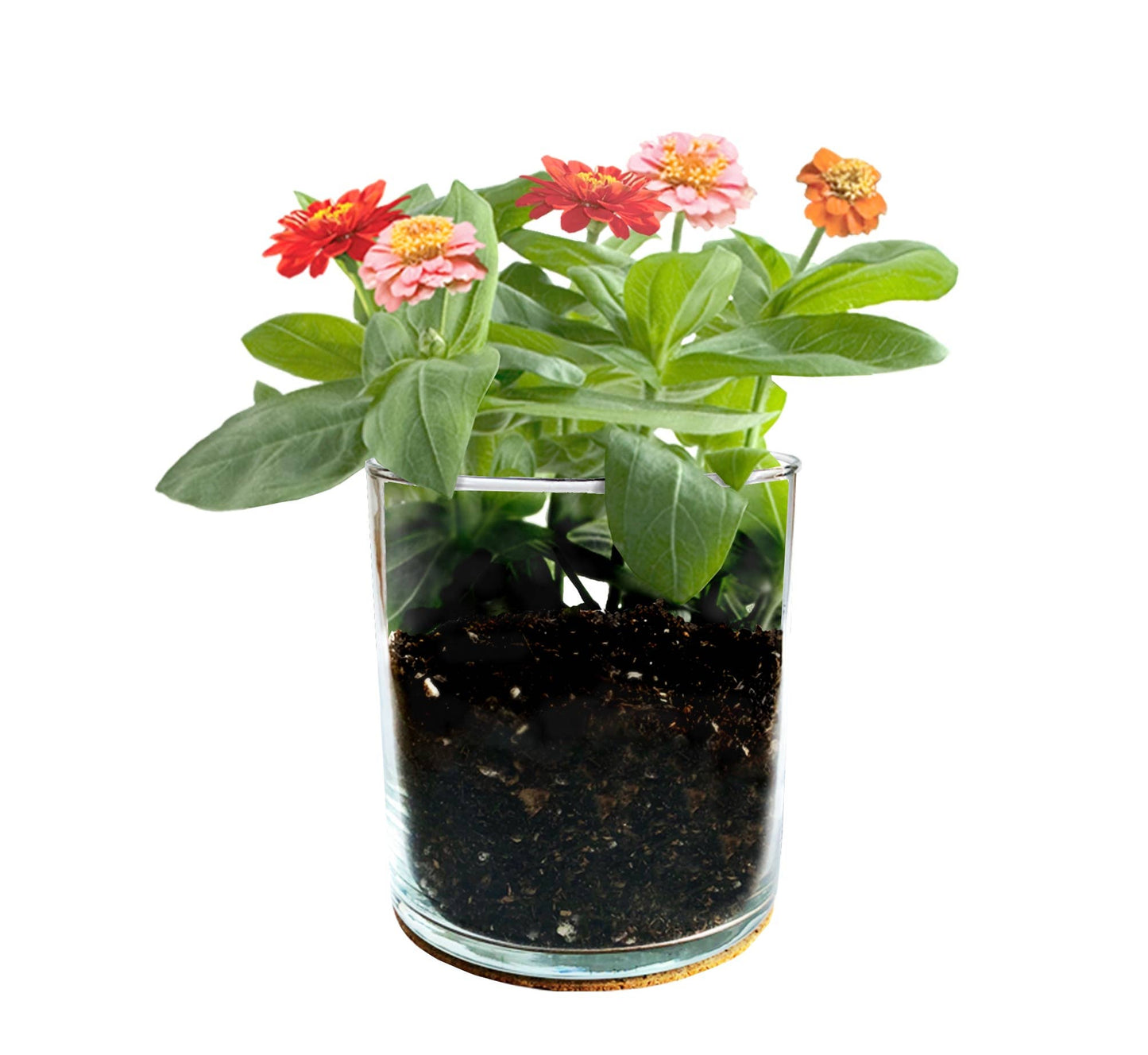 Zinnia Glass Flower Garden