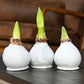 Waxed Amaryllis Bulb-White