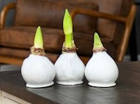 Waxed Amaryllis Bulb-White