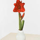 Waxed Amaryllis Bulb-White