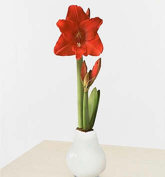 Waxed Amaryllis Bulb-White