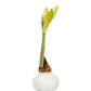 Waxed Amaryllis Bulb-White