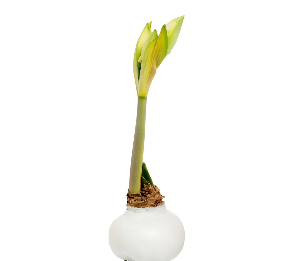 Waxed Amaryllis Bulb-White