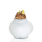 Waxed Amaryllis Bulb-White