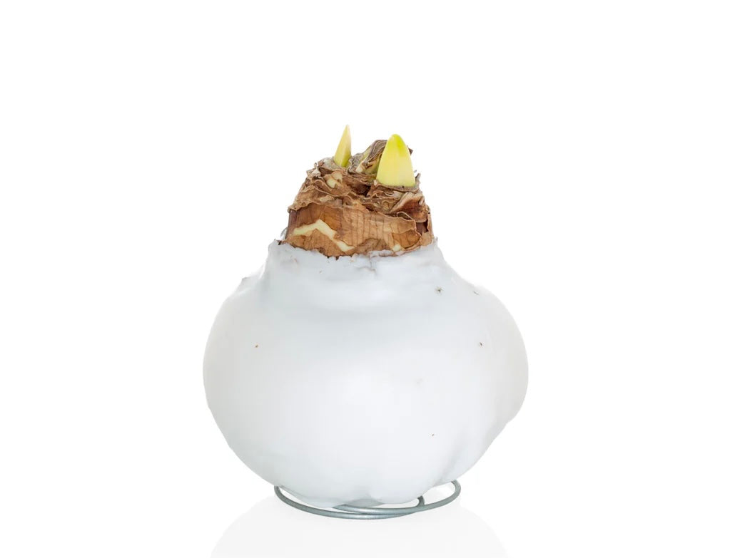 Waxed Amaryllis Bulb-White